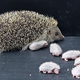 Illustration for article titled Adorable Hedgehog Has Adorable Hedgehog Babies